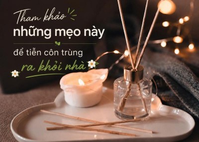 Tham khảo những mẹo này để tiễn côn trùng ra khỏi nhà 