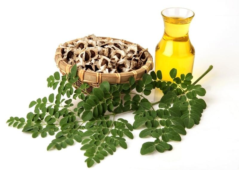 Tất tần tật về Dầu Hạt Chùm Ngây - Moringa Oil- Phần 1